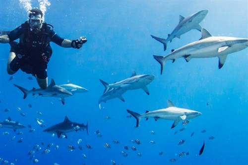 Close encounters with shark-kind.jpg